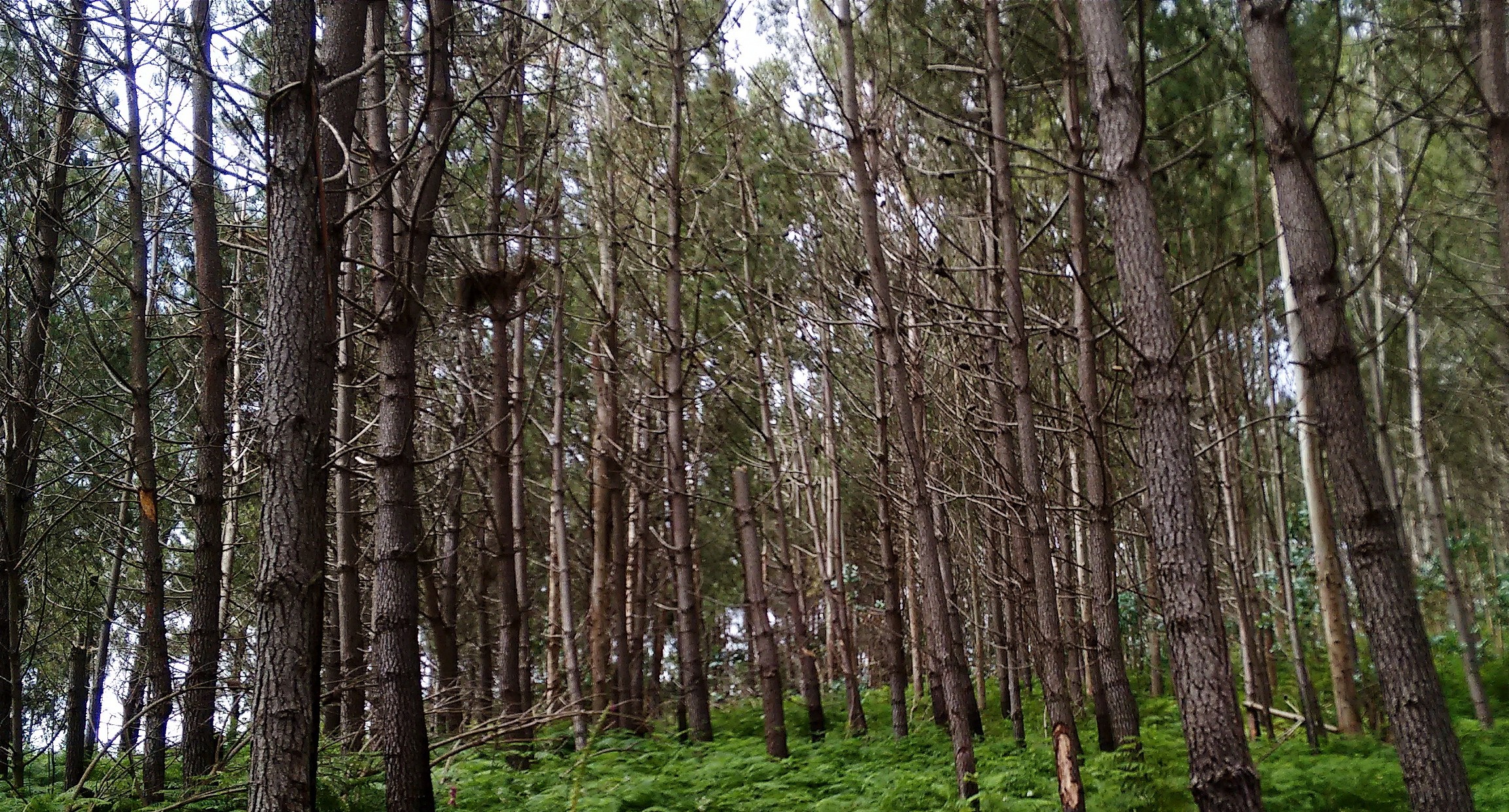best places to visit in odisha - daringbadi